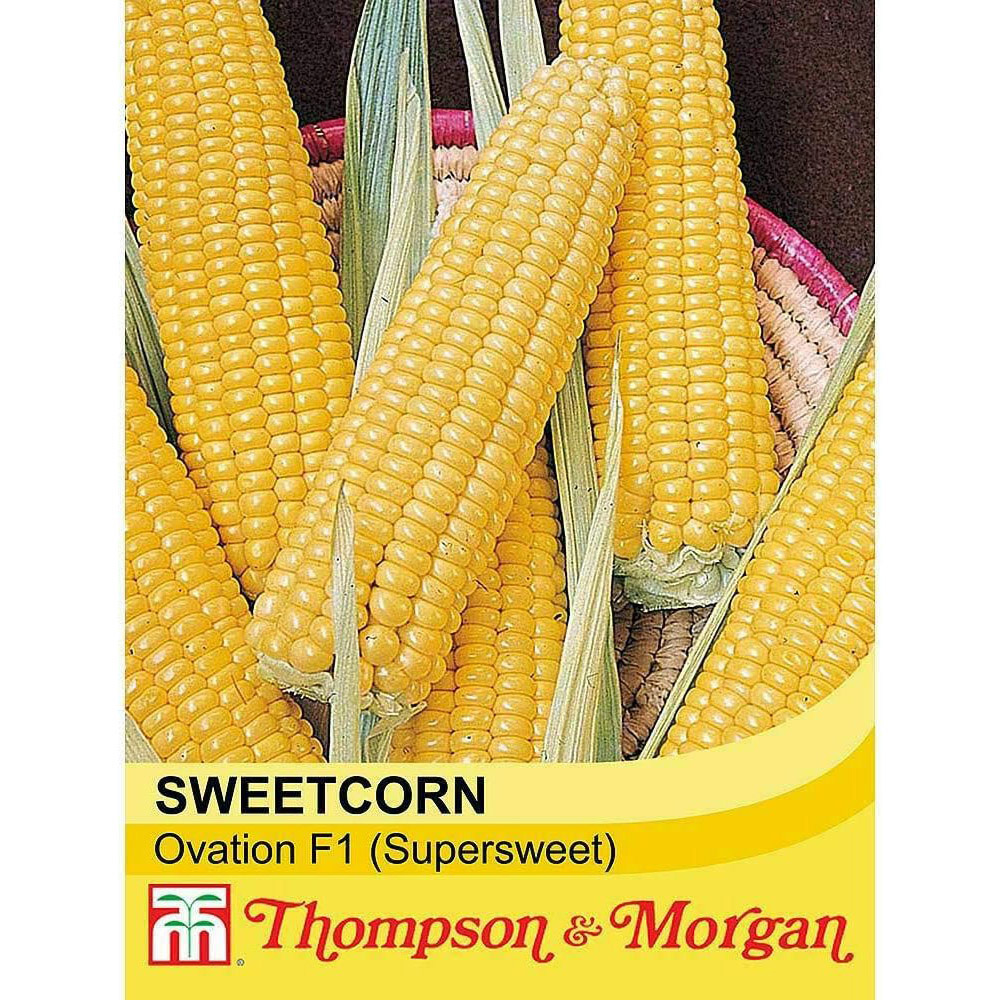Thompson & Morgan Sweetcorn Ovation F1 30 Seeds Packet Image 2