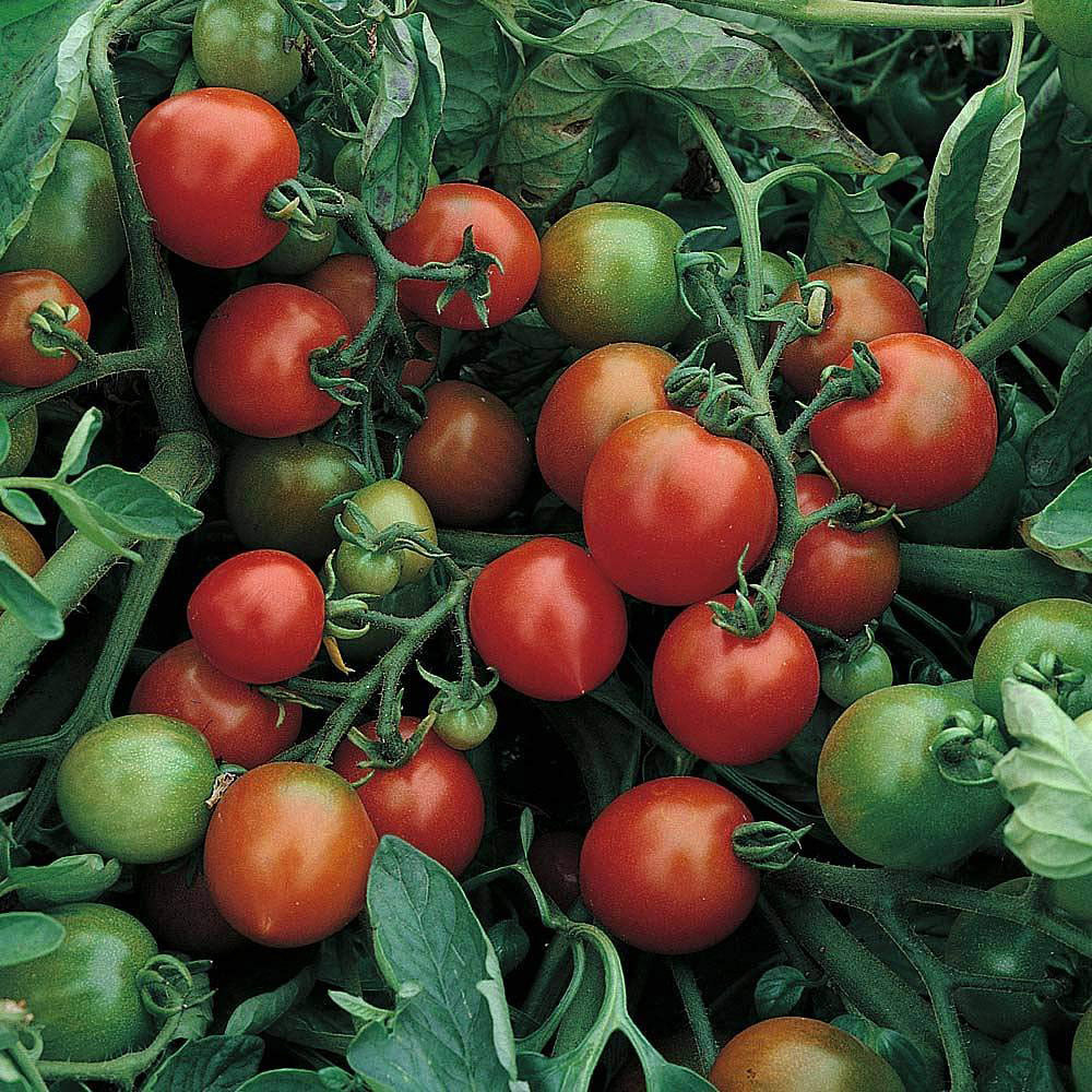 Thompson and Morgan Tomato Red Alert Seeds Image