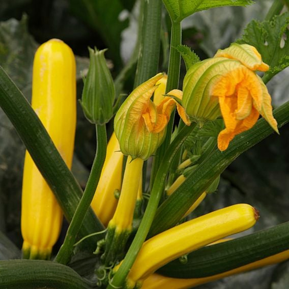 Thompson and Morgan Courgette Golden Glory Potted Plant 9cm 3 Pack Image 1