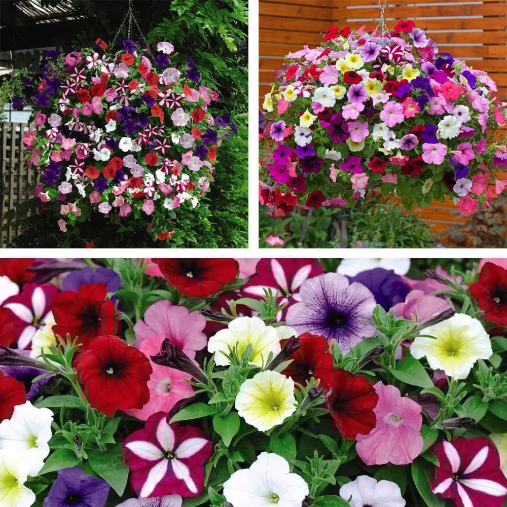 Thompson and Morgan Petunia Easy Wave Ultimate Mixed Garden Ready Plant 30 Pack Image 6