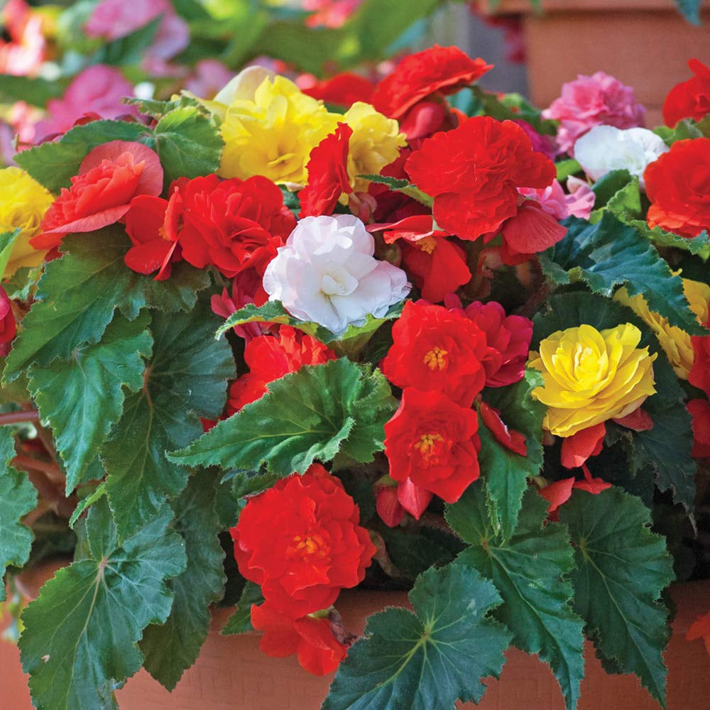 Thompson and Morgan Begonia Nonstop Mixed Garden Ready Plant 15 Pack Image 4