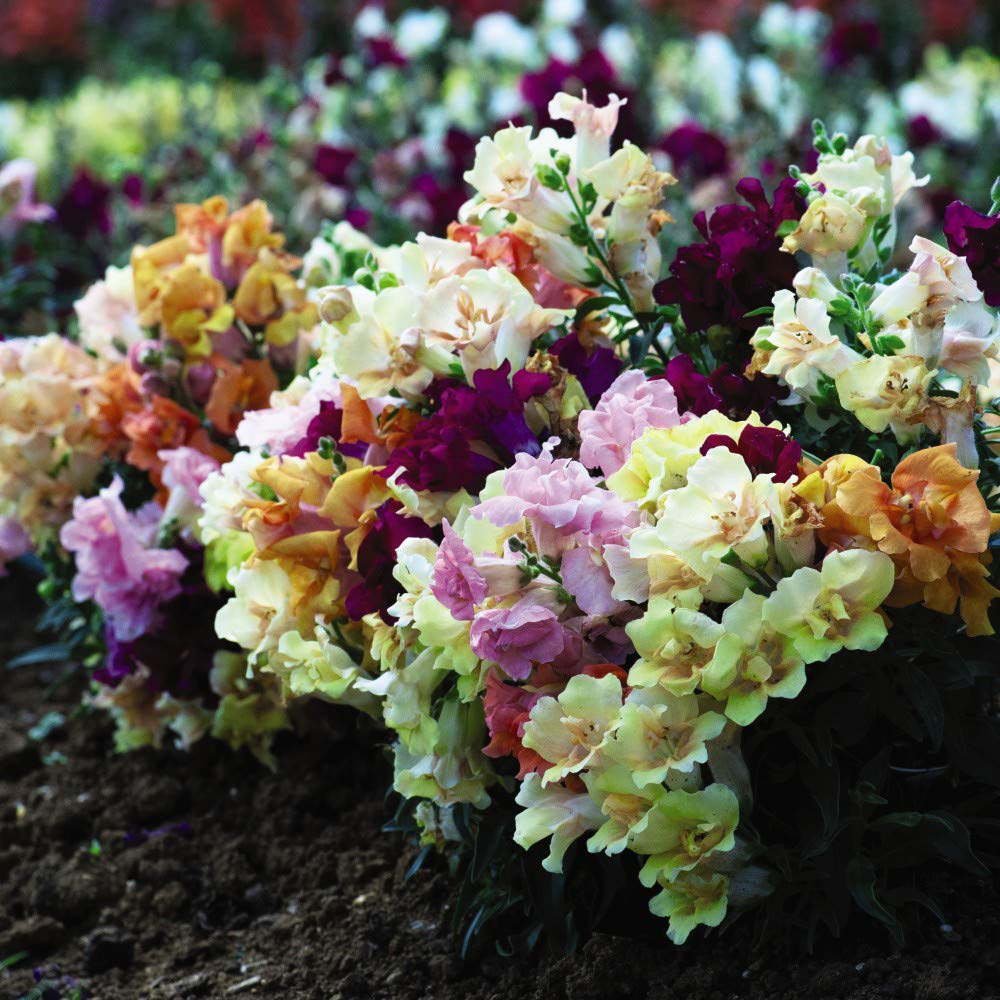 Thompson and Morgan Antirrhinum Mini Butterflies Garden Ready Plant 15 Pack Image 2