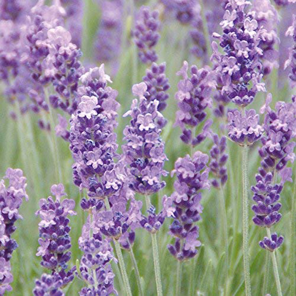 Thompson and Morgan Lavender Angustifolia Munstead Plant Pot 9cm 2 Pack Image 1