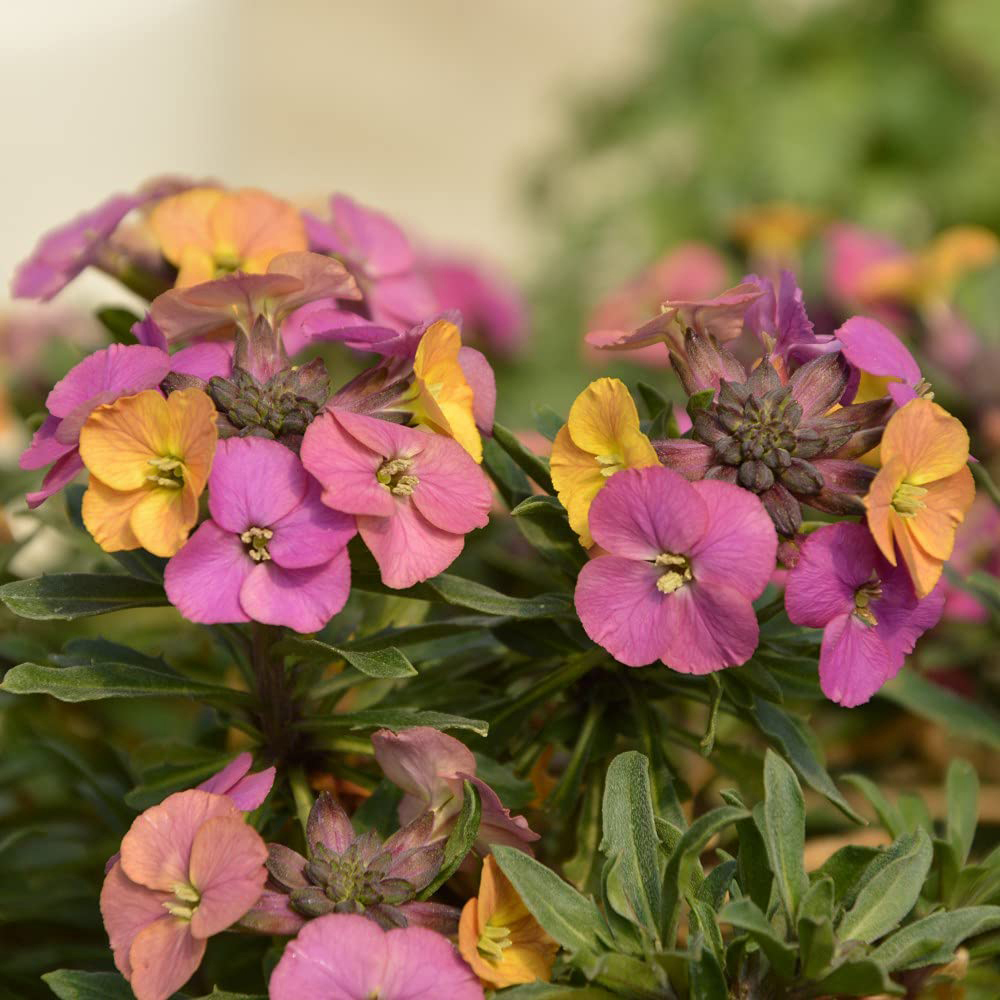 Thompson & Morgan Erysimum Wallflower Artist Paintbox Jumbo Plant Plug 3 Pack Image 5