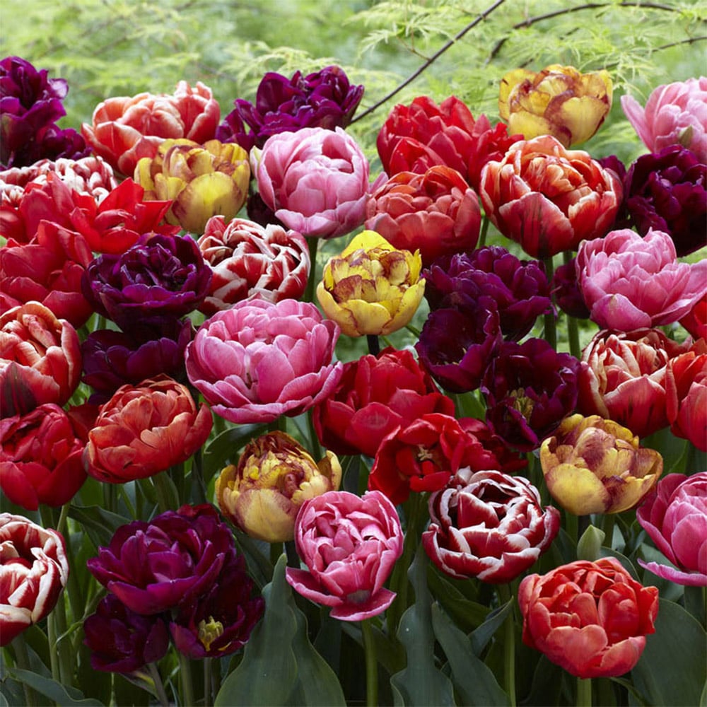 wilko Tulip Springtime Doubles Multicolour Planting Bulb 15 Pack Image 1