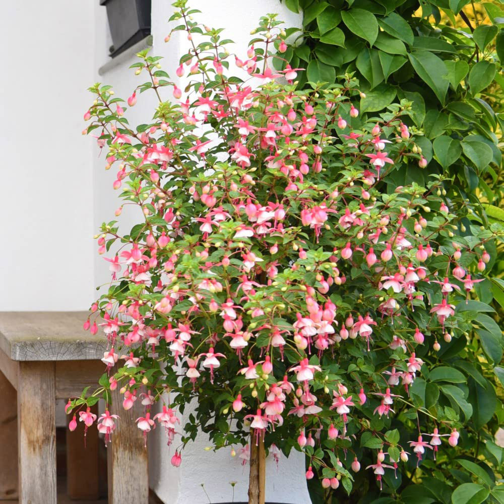 Thompson and Morgan Fuchsia Quarter Standard Elma Plant Pot 19cm Image 1