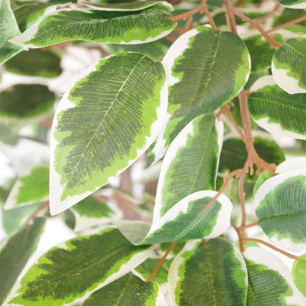 Leaf Ficus White Edge Artificial Tree in Pot 130cm Image 2