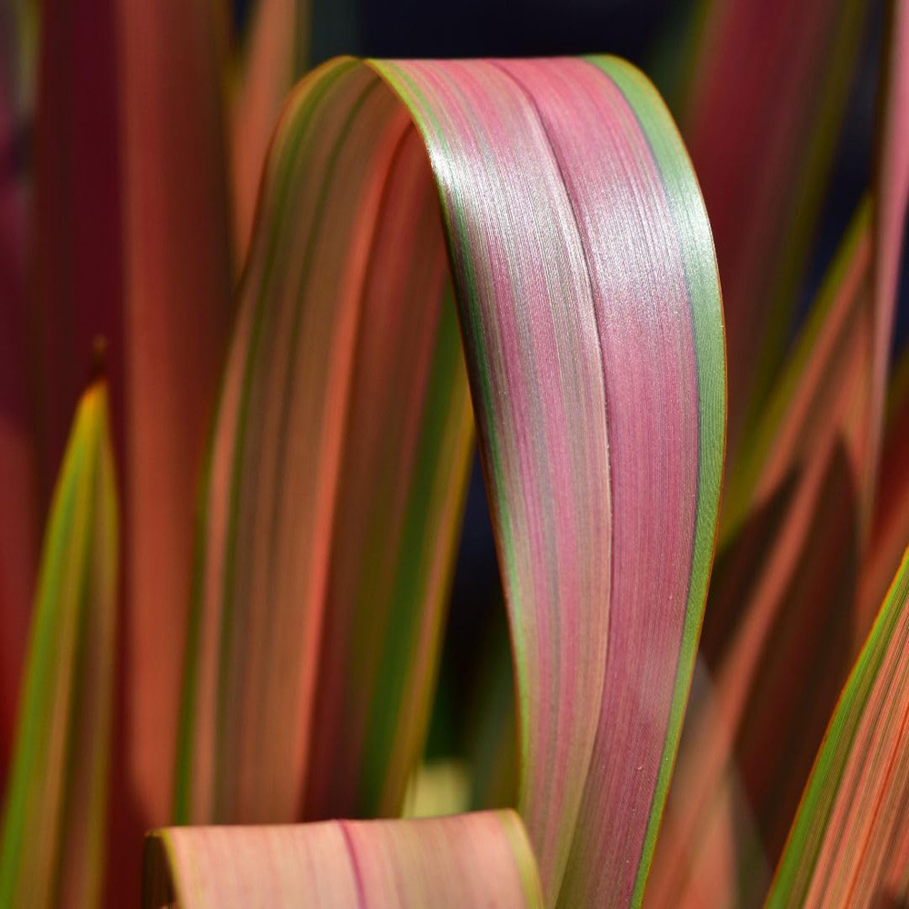 Thompson and Morgan Phormium Tenax Jester Plant Pot 9cm 3 Pack Image 2