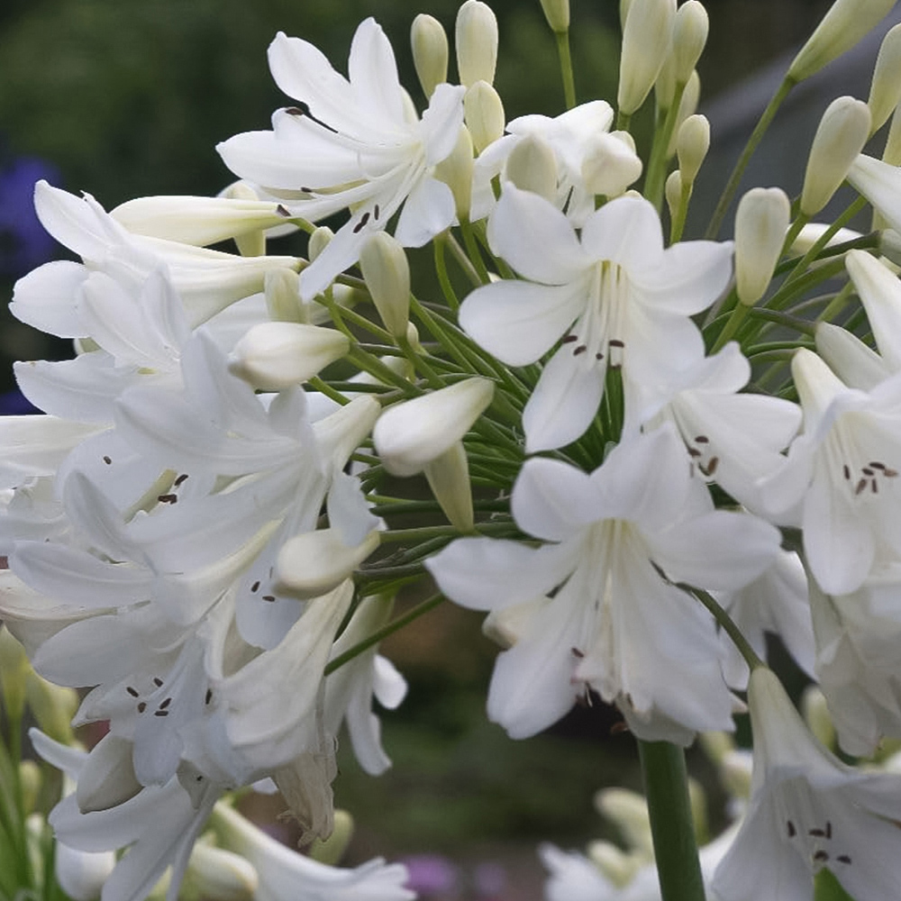 Thompson and Morgan Agapanthus Arctic Star Plant Pot 9cm 2 Pack Image 2