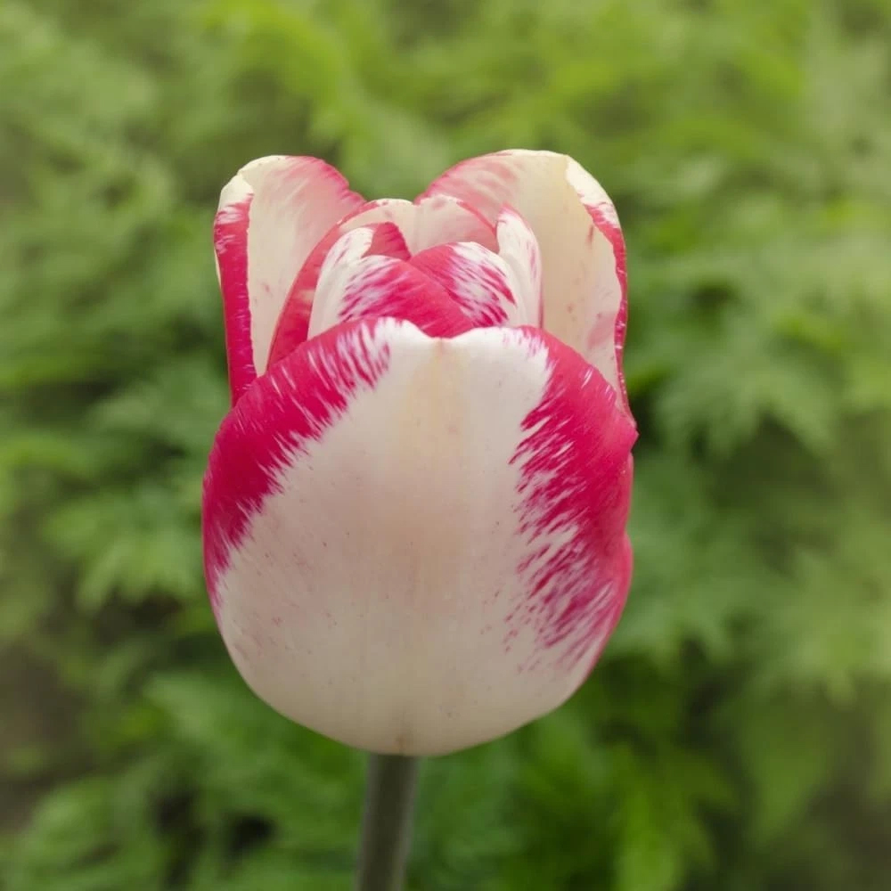 Thompson and Morgan Tulip Colour Changing Collection Planting Bulb 96 Pack Image 4