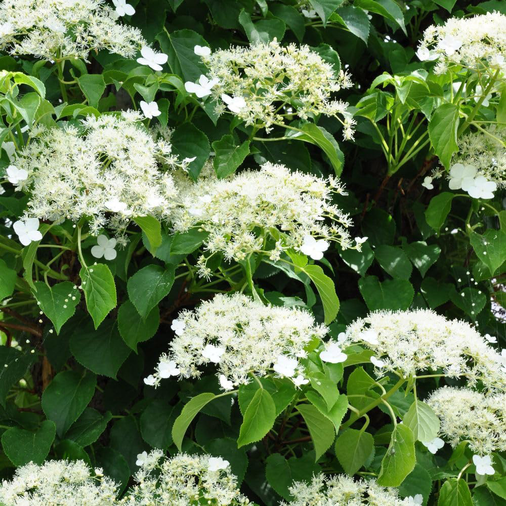 Thompson and Morgan Hydrangea Anomala Petiolaris Plant in Pot 18L Image 7