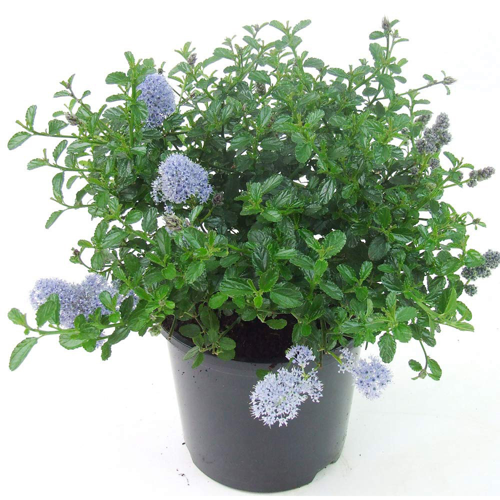 Thompson and Morgan Ceanothus Repens Plant Pot 9cm 6 Pack Image 4