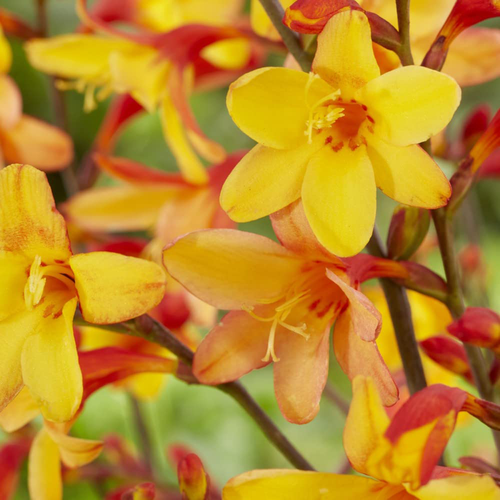 Thompson and Morgan Crocosmia Harlequin Potted Plant 9cm Image 3