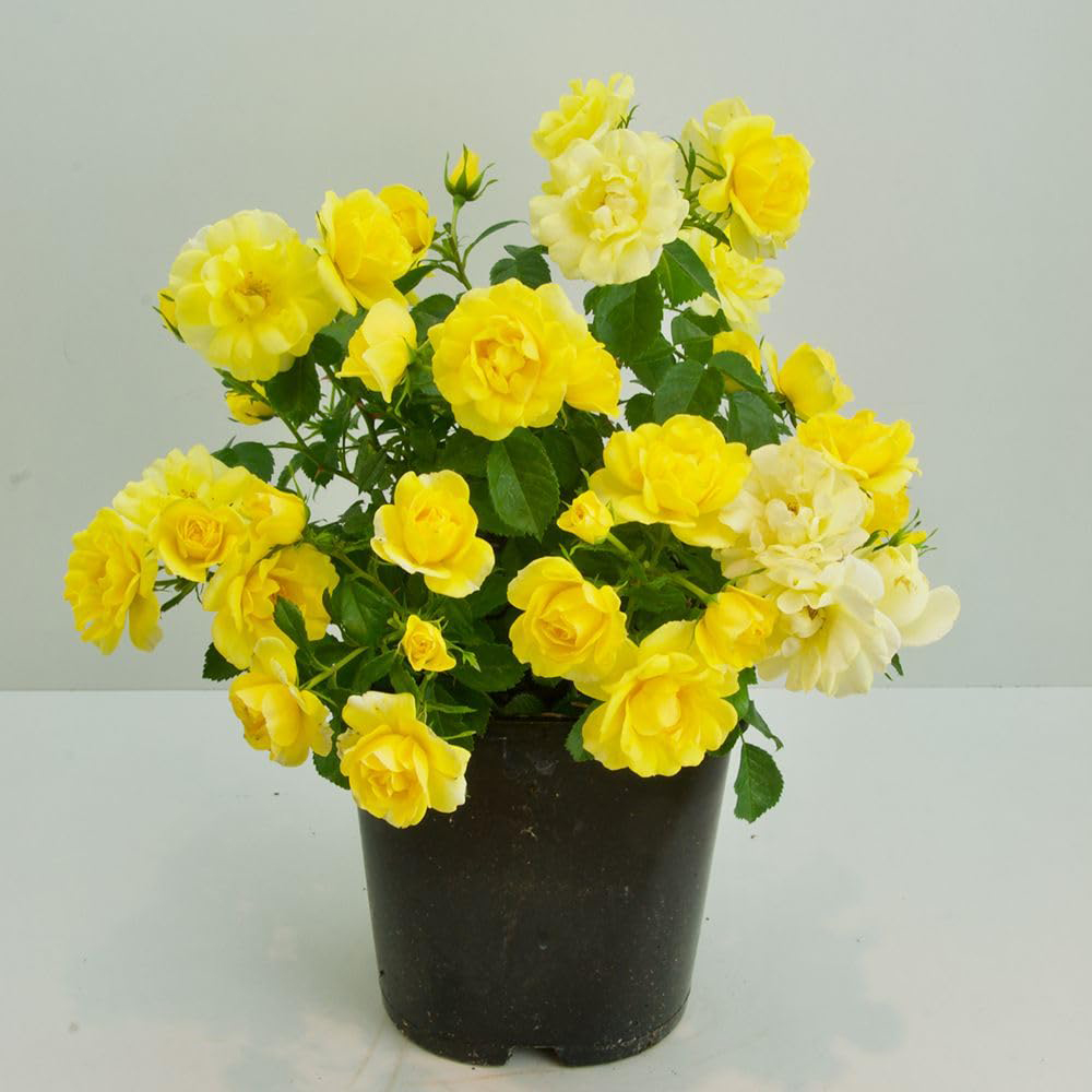 Thompson and Morgan Rosa Isnt She Wonderful Plant Pot 9cm 2 Pack Image 2