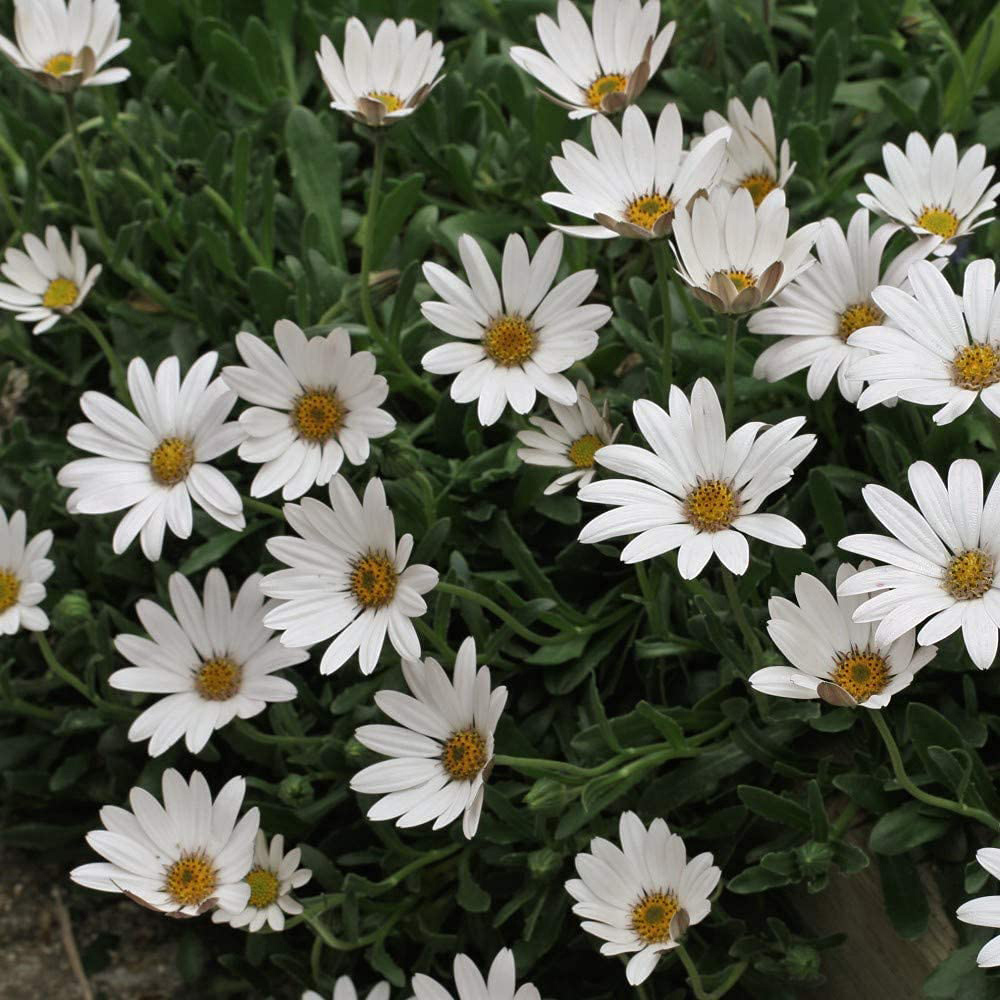 Thompson and Morgan Osteospermum Hardy Snow Pixie Jumbo Plugs 3 Pack Image 2