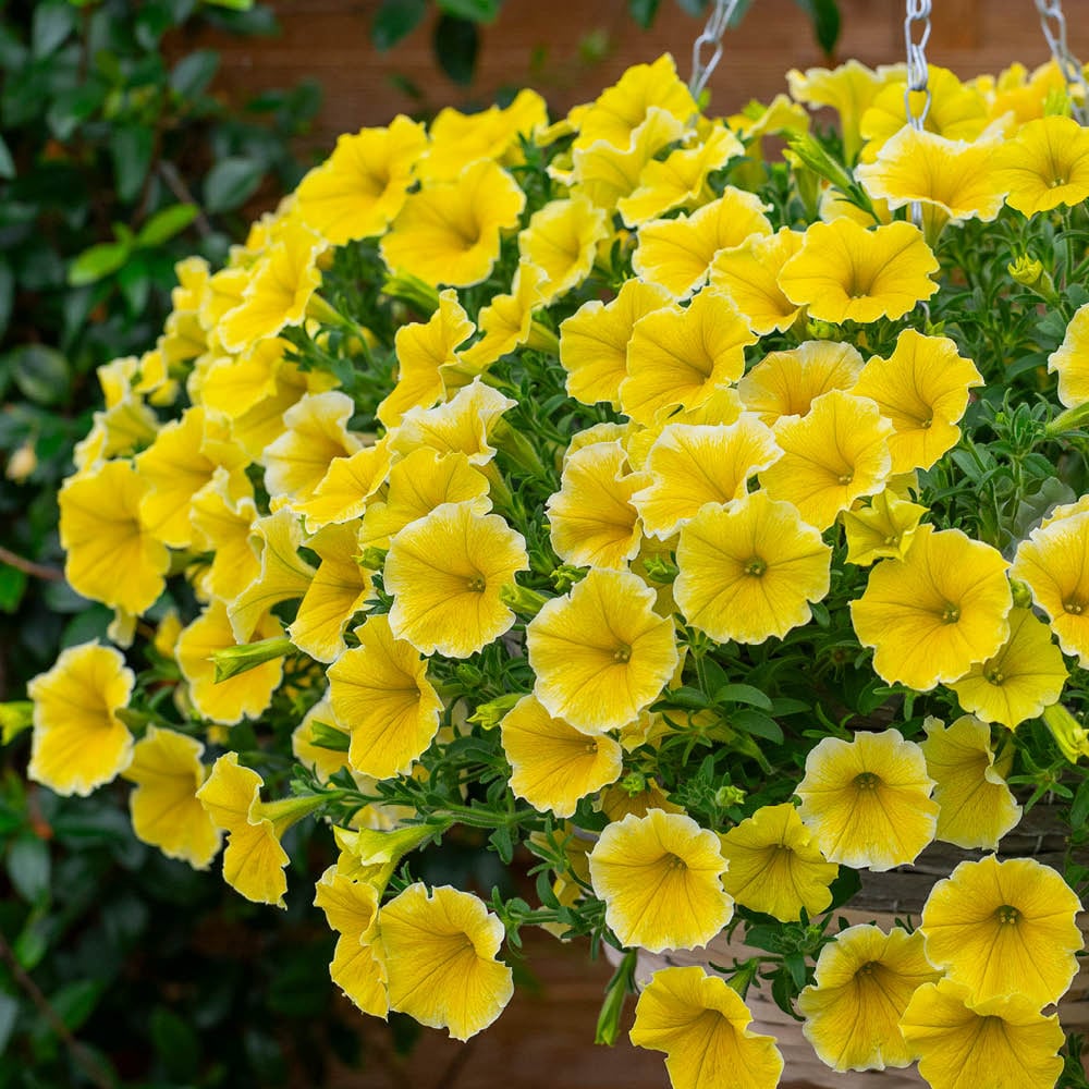 YouGarden Petunia Bees Knees Plug Plants 12 Pack Image 2