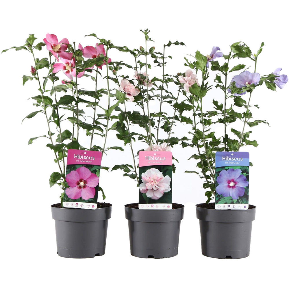 Hibiscus Plant Image 2