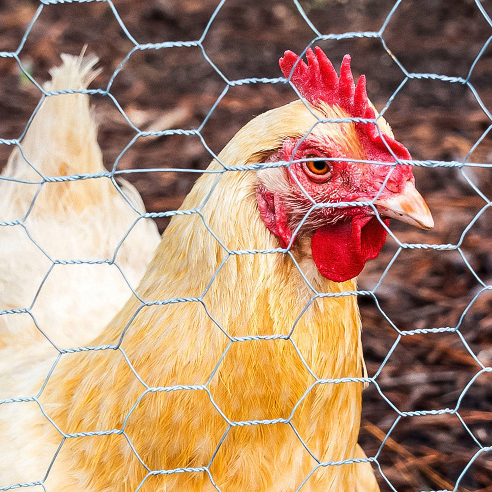 Inspirational Gifting 25mm Galvanised Wire Mesh Chicken Fencing Roll 90cm x 50m Image 2