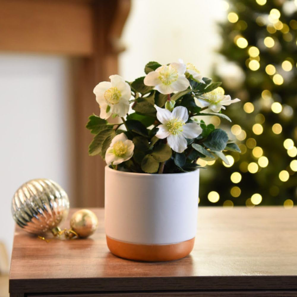 Thompson and Morgan Christmas Gift Helleborus Christmas Carol Plant Pot 12cm 2 Pack Image 8