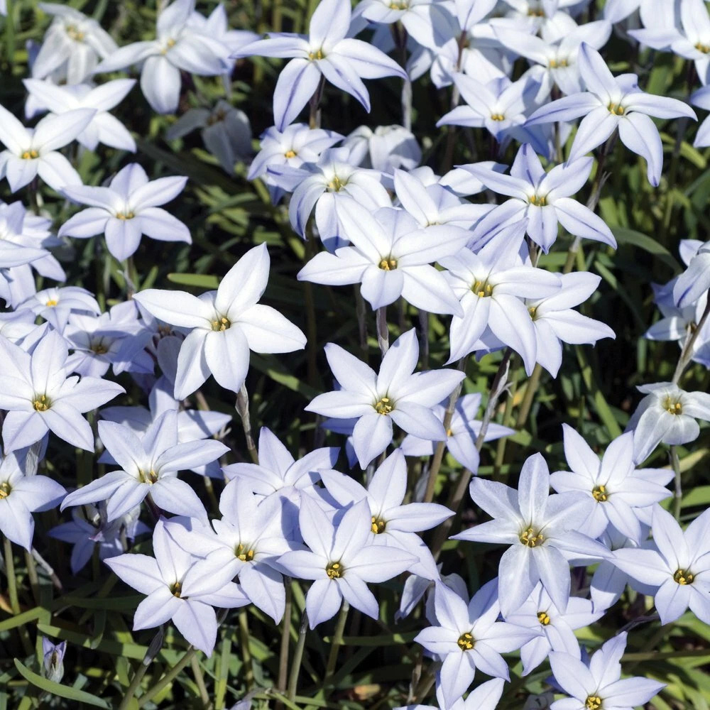 Thompson and Morgan Ipheion Mixed Spring Planting Bulb 80 Pack Image 3