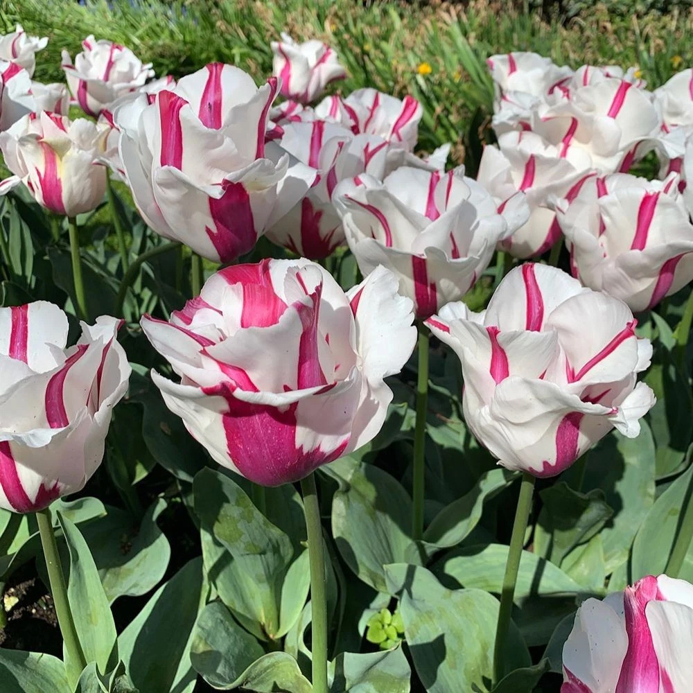 Thompson and Morgan Tulip Alise White and Dark Pink Planting Bulb 8 Pack Image 2
