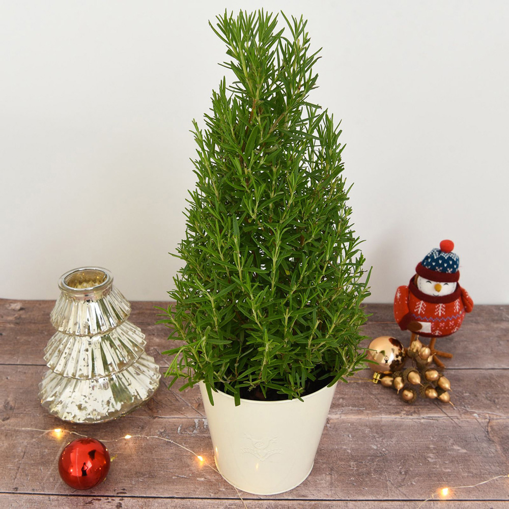 Thompson and Morgan Christmas Gift Rosemary Officinalis Real Christmas Tree Pot 15cm Image 3