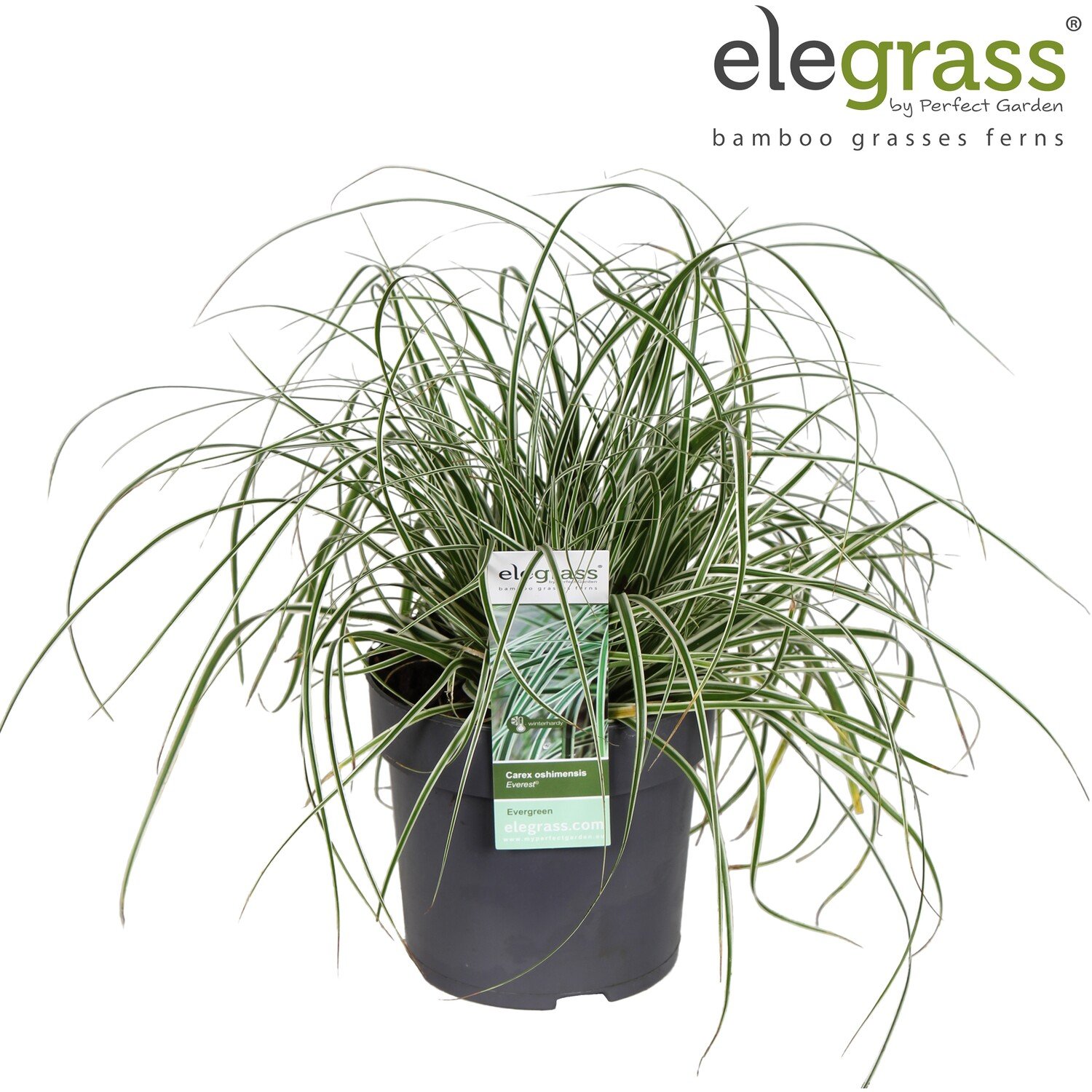 Carex - Everest Image