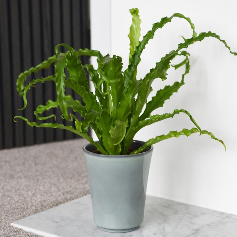 Thompson and Morgan Asplenium Antiquum Osaka Plant Pot 12cm 2 Pack Image 1