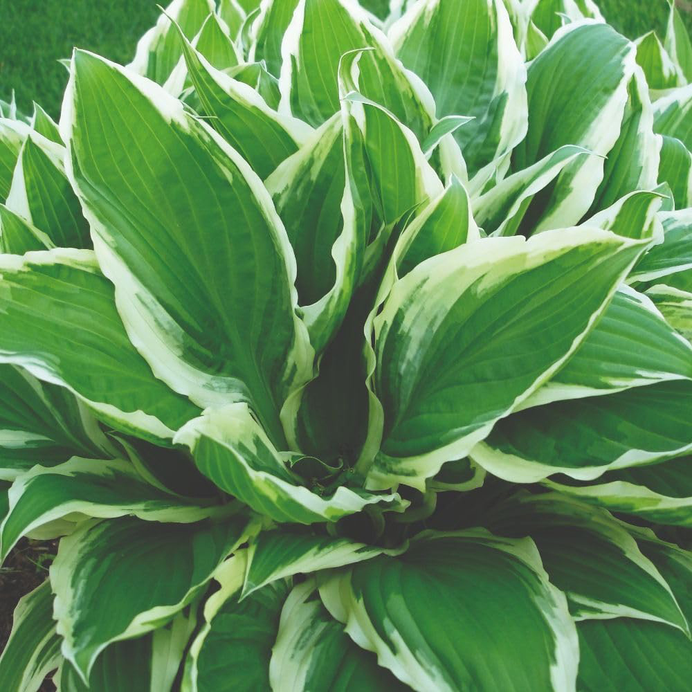 Thompson and Morgan Hosta Hybrid Wide Brim Plant Pot 9cm Image