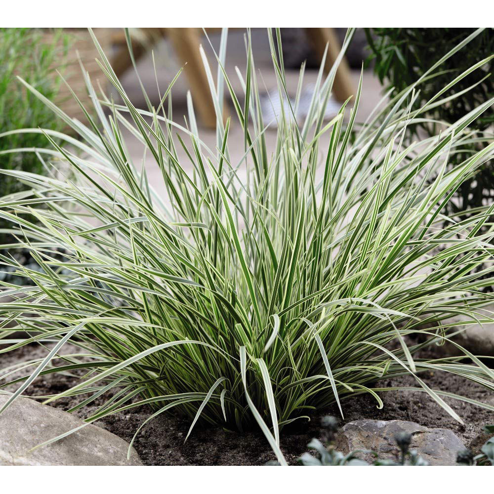 Thompson and Morgan Lomandra White Sands Plant Pot 9cm Image 2