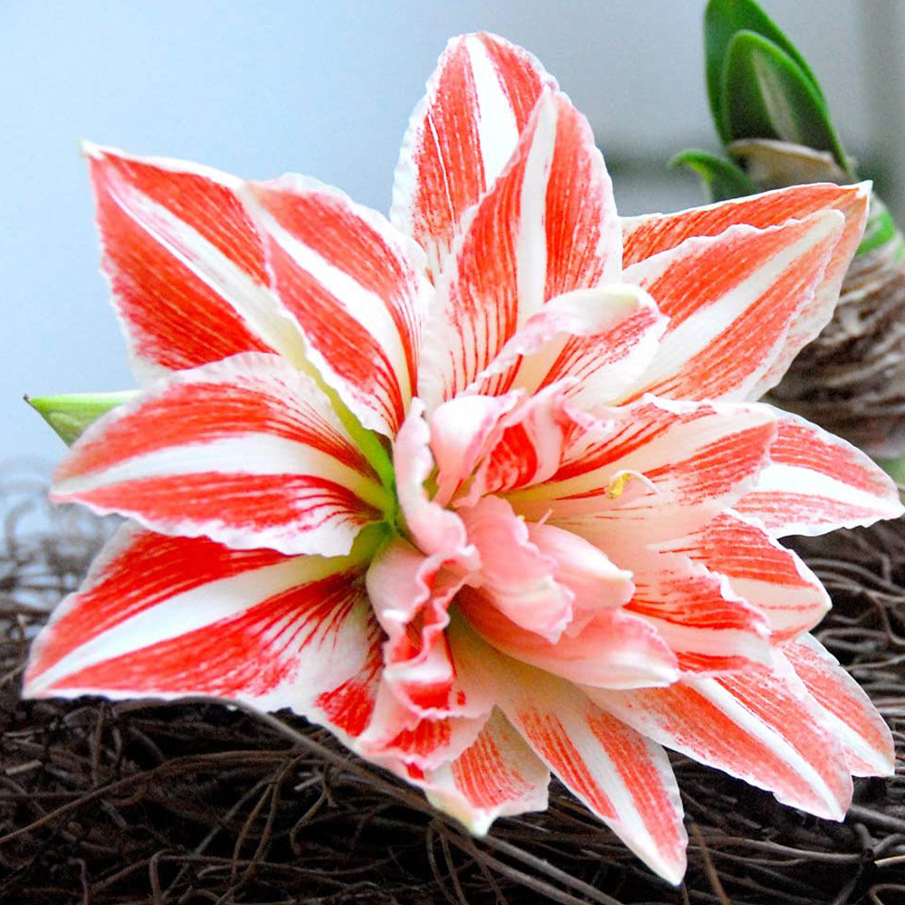 Thompson and Morgan Amaryllis Dancing Queen Bulb Image 1