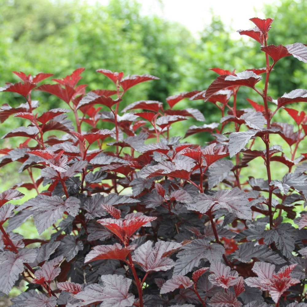 Thompson and Morgan Physocarpus Opul Rubella Plant Pot 3L Image 2