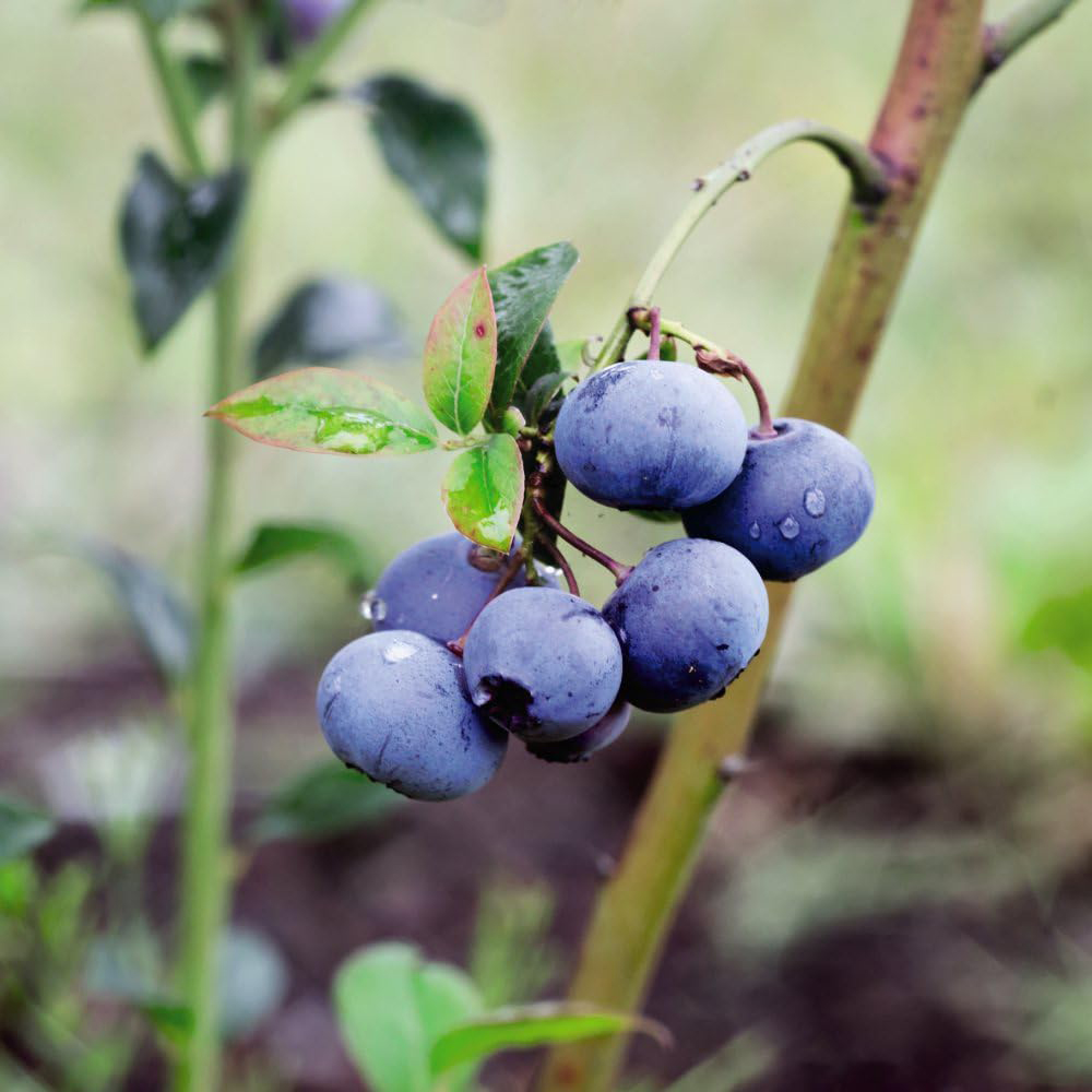 Thompson and Morgan Berry Trio Collection Plant Pot 9cm 3 Pack Image 3