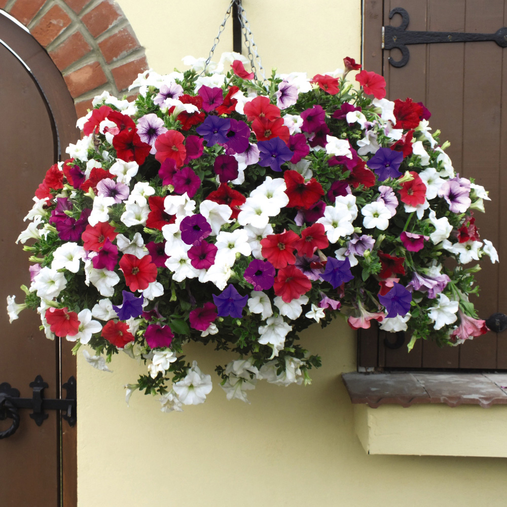 Thompson and Morgan Petunia Surfinia Preplanted Hanging Basket 20cm Image 4