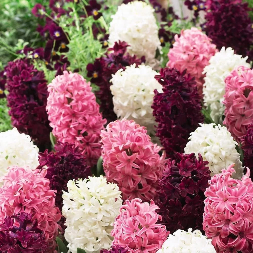 Thompson and Morgan Hyacinth Pretty in Pink Autumn Planting Bulb 8 Pack Image 3
