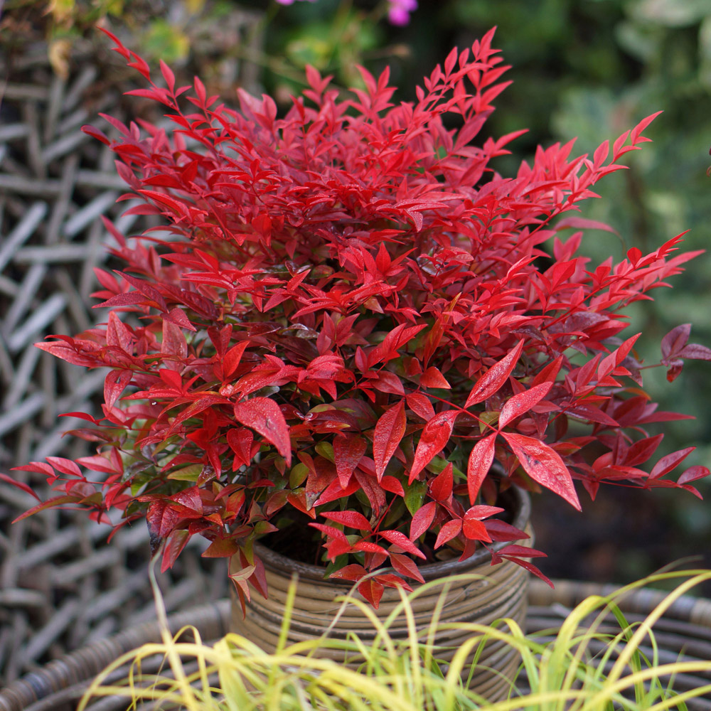 YouGarden Nandina Obsessed Heavenly Bamboo Plant Pot 15cm Image 3
