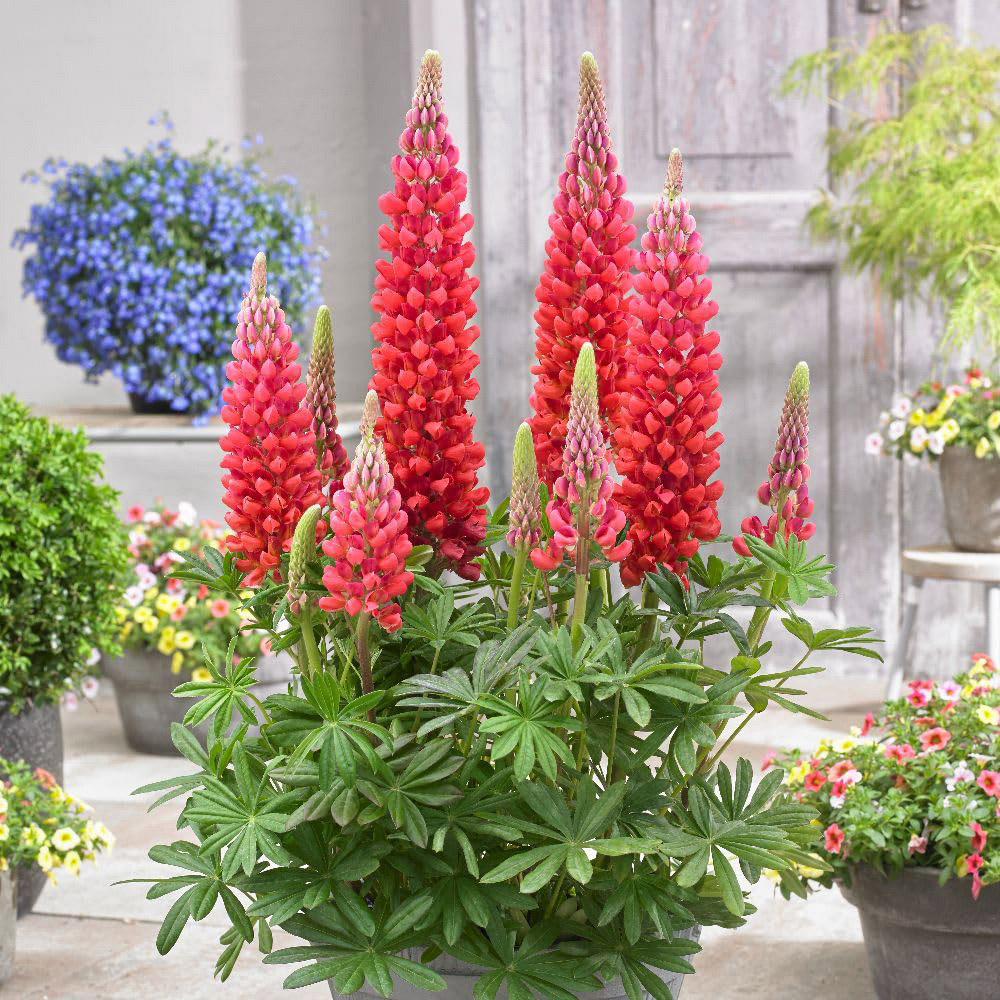 Thompson and Morgan Lupinus West Country Beefeater Plant Pot 9cm Image 2