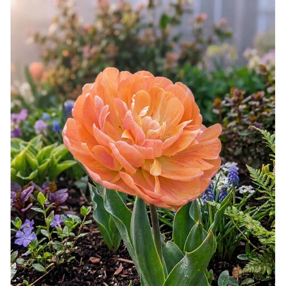 Thompson and Morgan Tulip Big Giant Autumn Planting Bulb 32 Pack Image 4