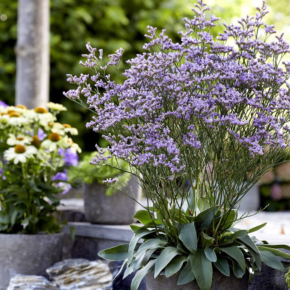 Thompson and Morgan Limonium Dazzle Rocks Potted Plant 9cm 3 Pack Image 4