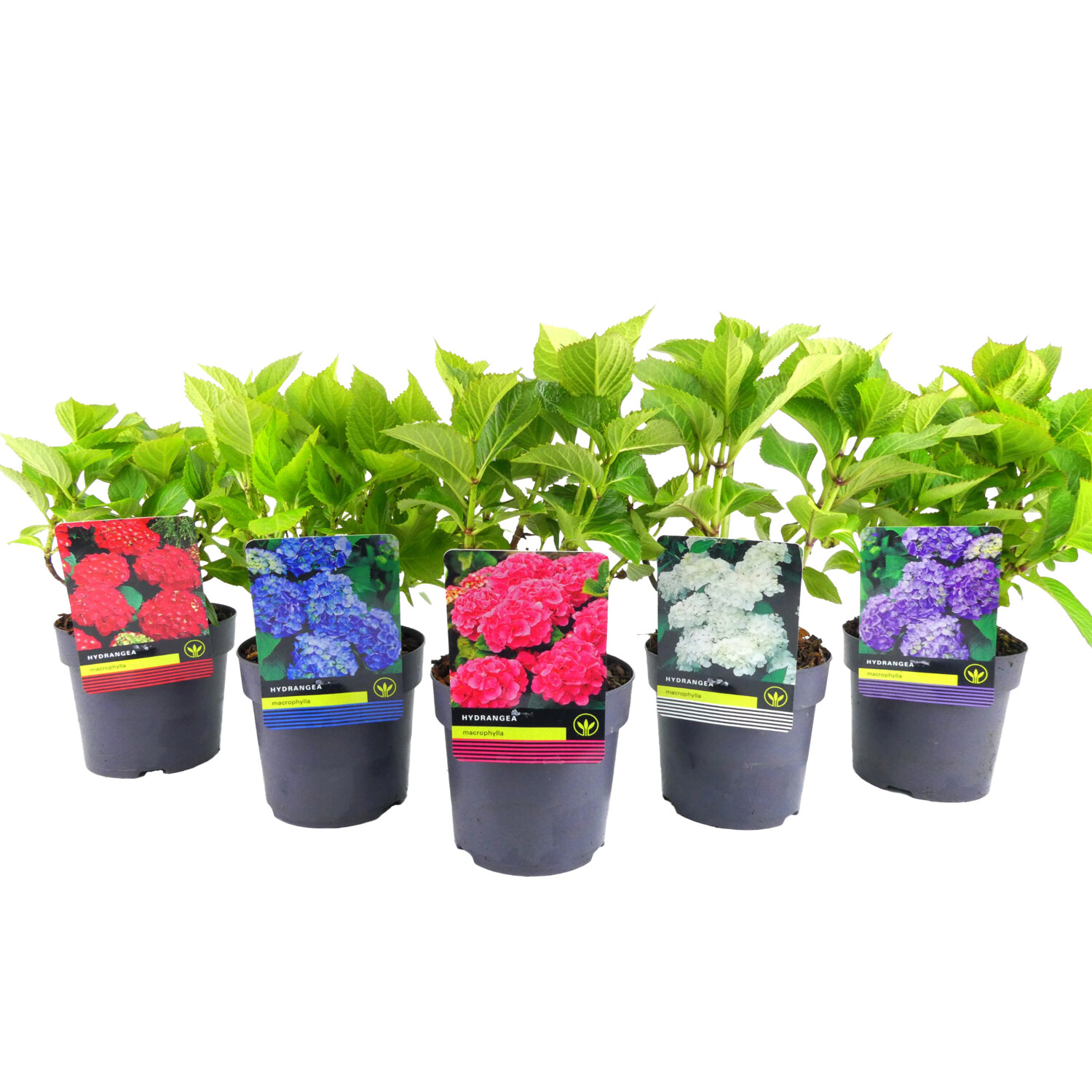 Hydrangea Macrophylla Mix 14cm - Green Image