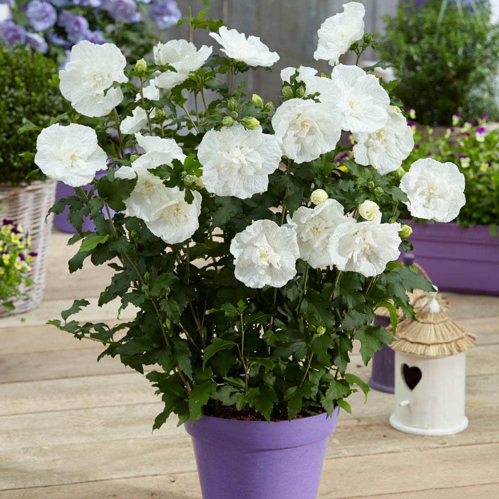 wilko Hibiscus Chiffon White Plant Pot Image 2