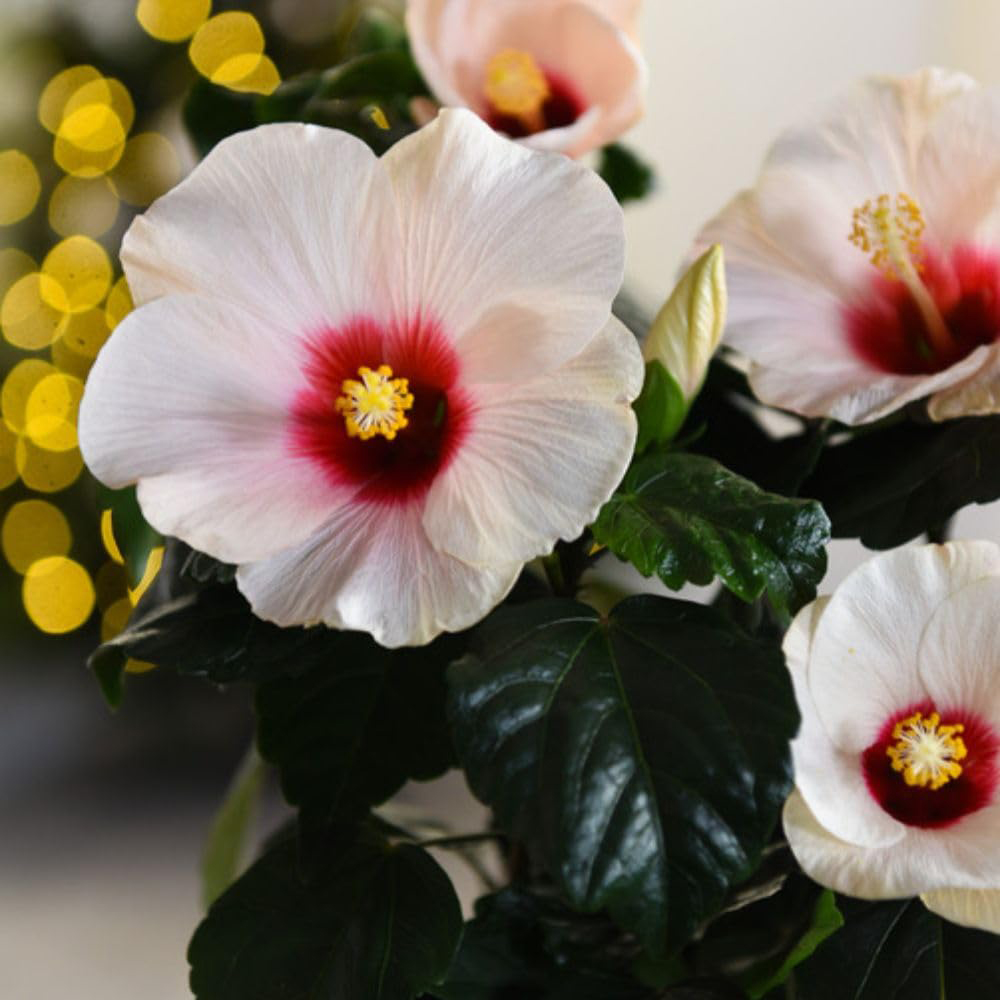 Thompson and Morgan Christmas Gift Hibiscus Adonicus Pearl Plant Pot 13cm Image 3