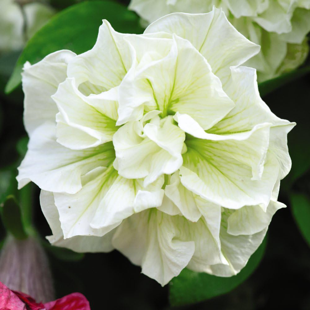 Thompson and Morgan Petunia Tumbelina Frills and Spills Susanna Postiplug Plant 5 Pack Image 1