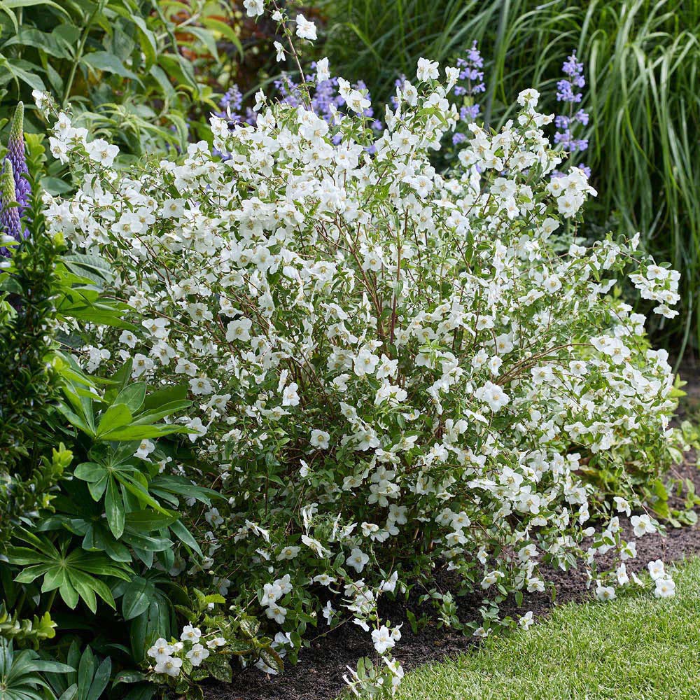 YouGarden Philadelphus Petite Perfume White Plant Pot 3L Image 2
