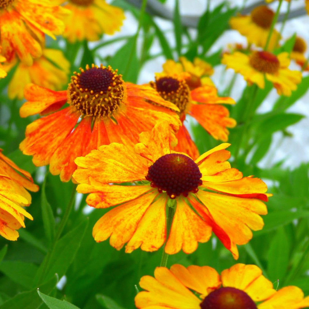 Thompson and Morgan Helenium Mardi Gras Plant Pot 9cm 3 Pack Image 1