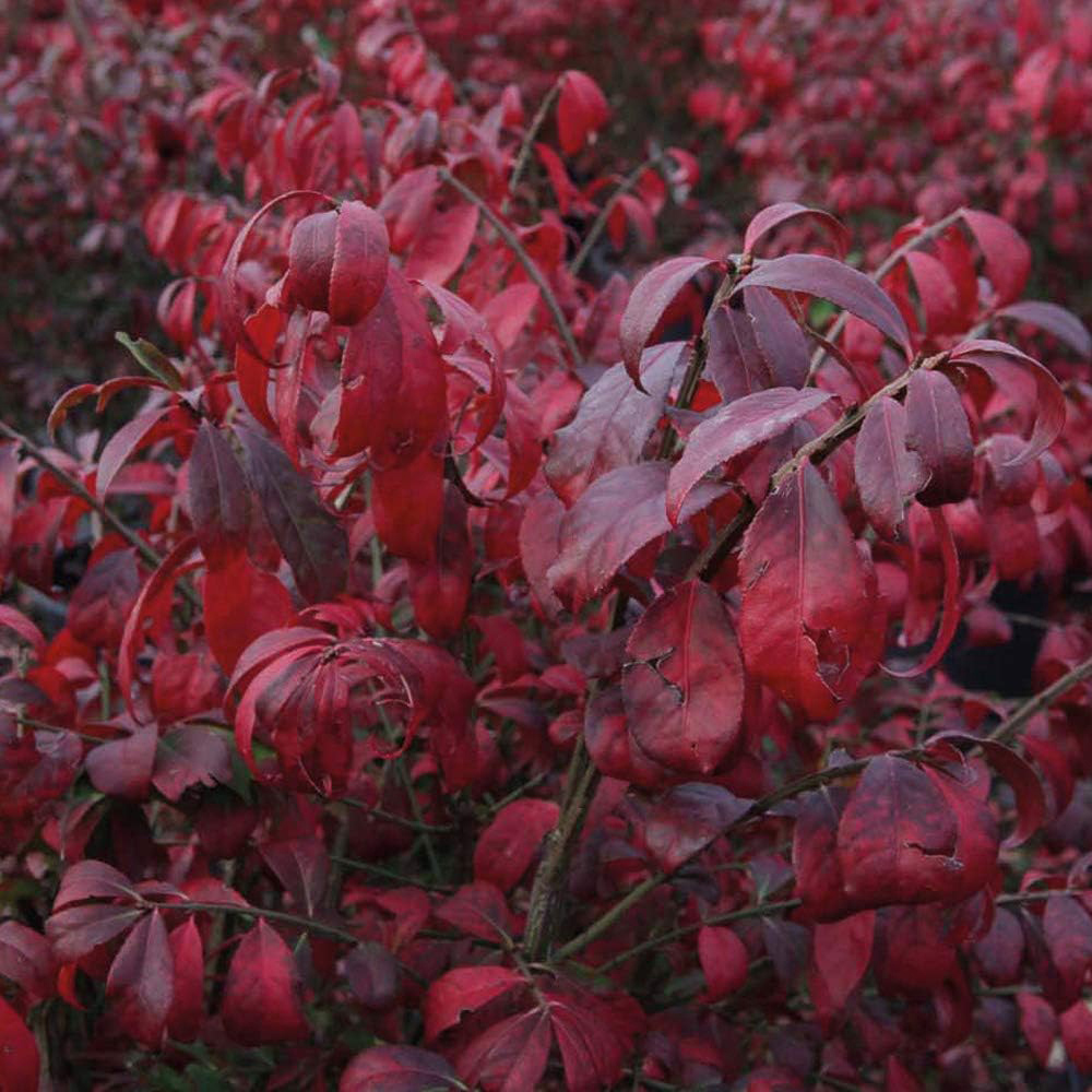 Thompson and Morgan Euonymus Alatus Compactus Plant Pot 9cm 2 Pack Image