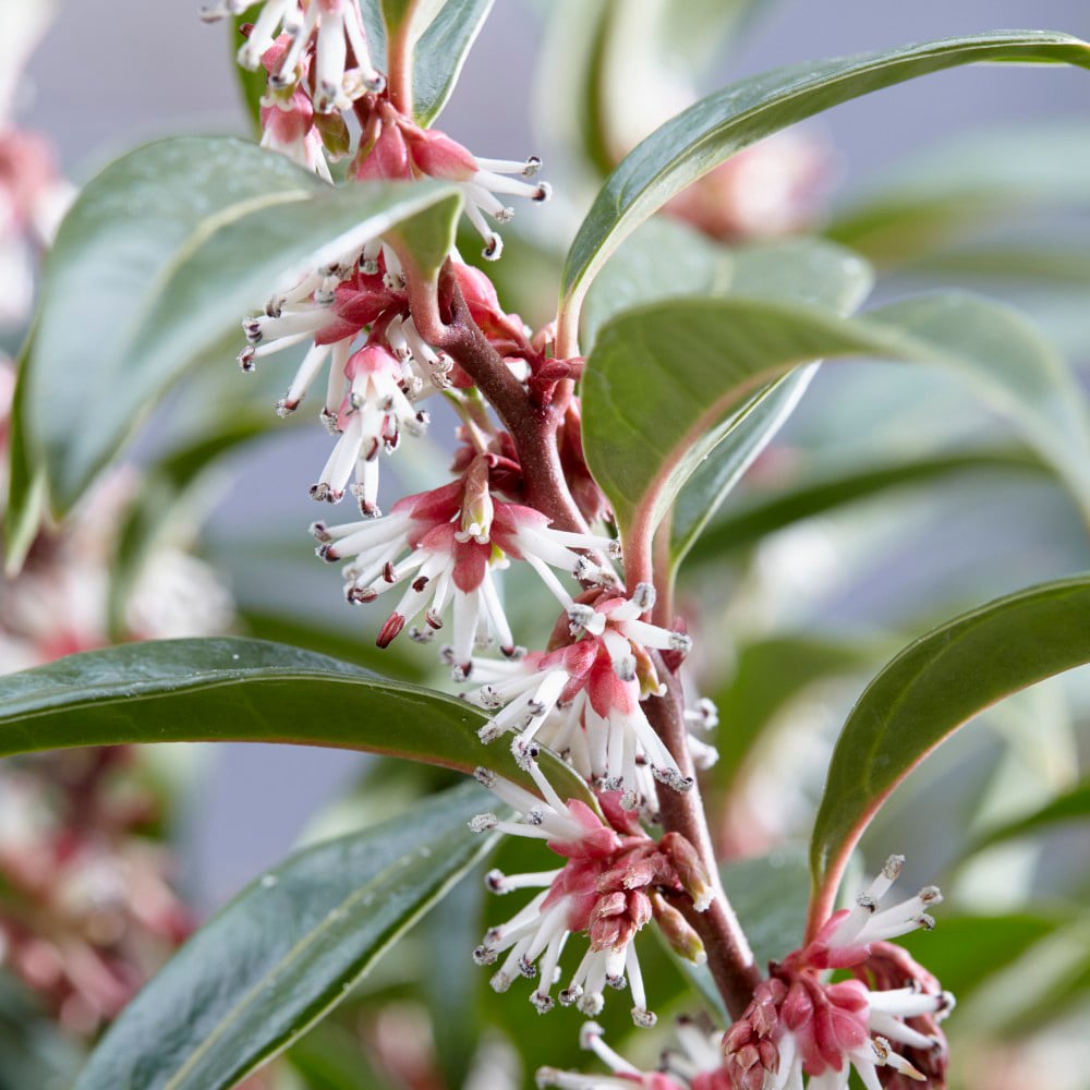 Thompson and Morgan Sarcococca Winter Gem Plant Pot 3L Image 6