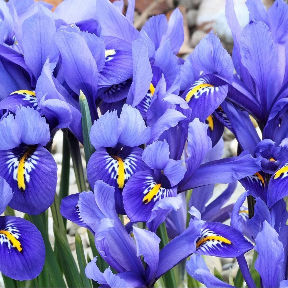 Thompson and Morgan Iris Reticulata Autumn Planting Bulb 40 Pack Image 1