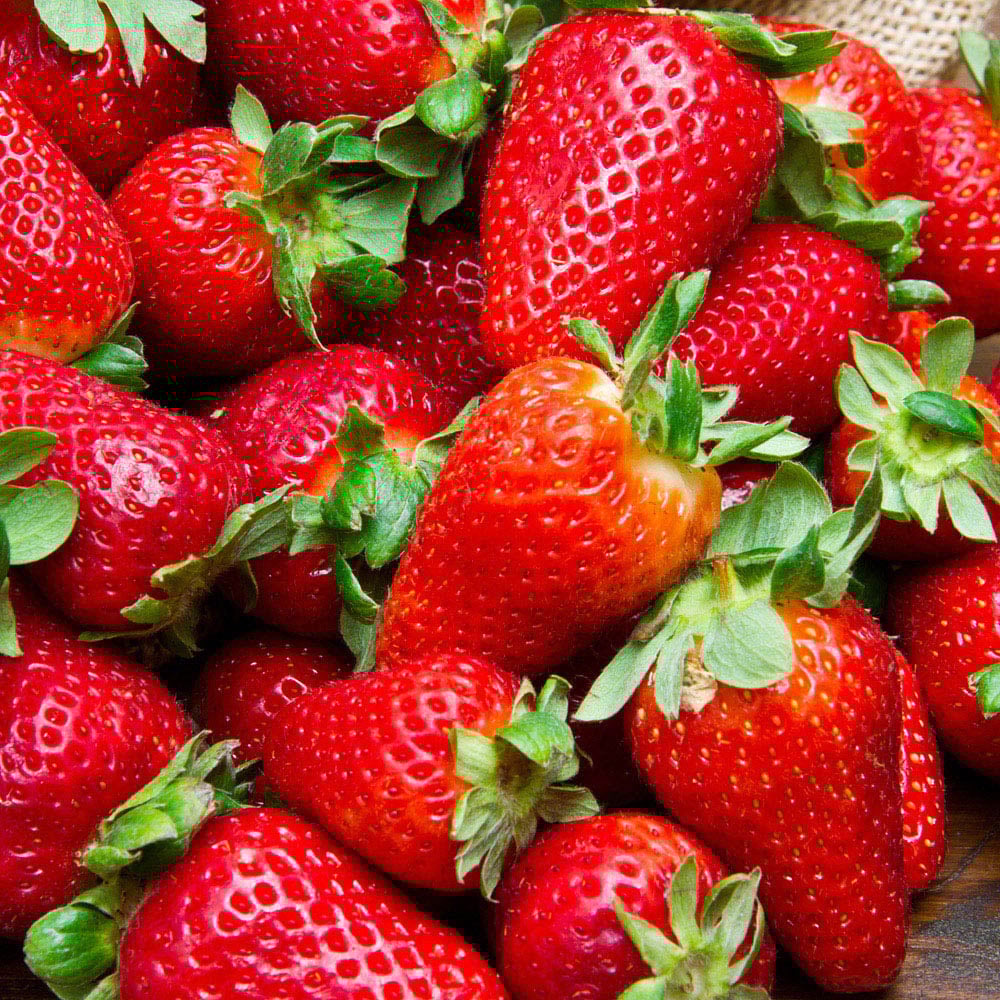 YouGarden Everbearer Strawberry 'Sweet Summer' x 20 Image 1