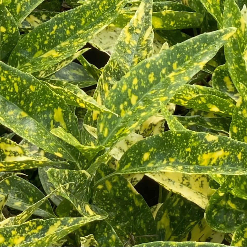 Thompson and Morgan Aucuba Japonica Golden Girl Plant Pot 3L Image 1